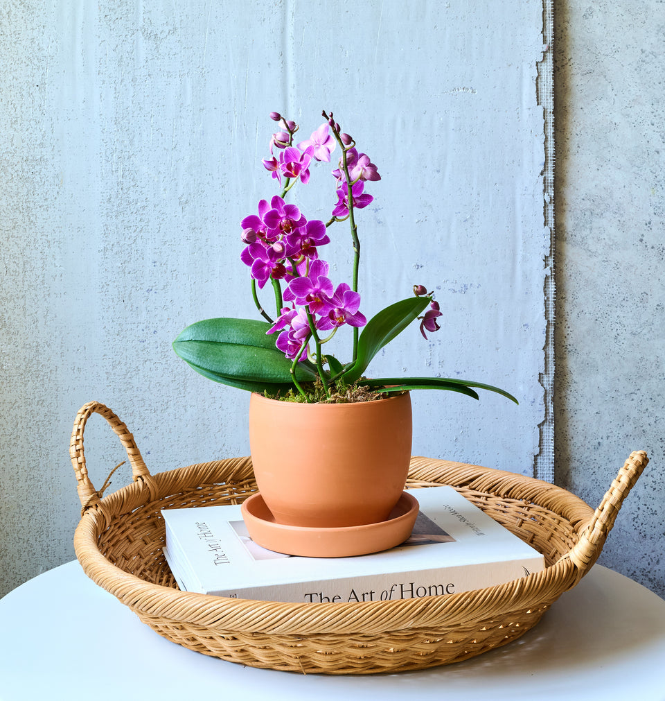 Mini orchid plant in recycled basket planter