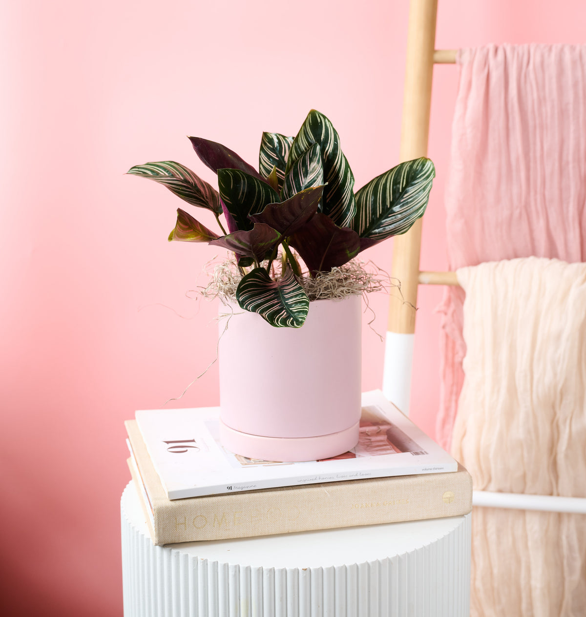 Pinstripe bromeliad plant with bold striped foliage