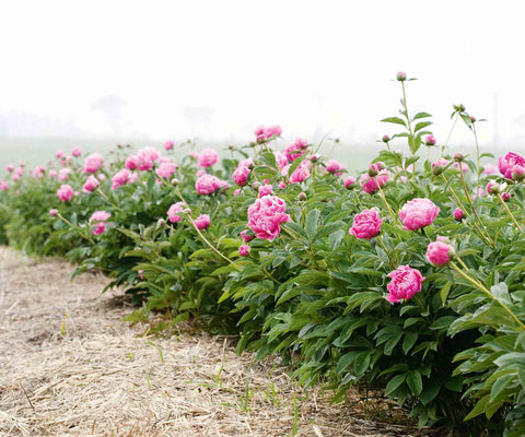  Shop Peony Hill Farm delivery 