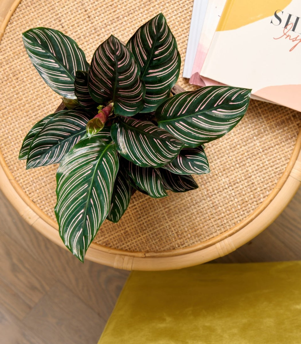 Pinstripe plant close-up, dramatic striped green leaves