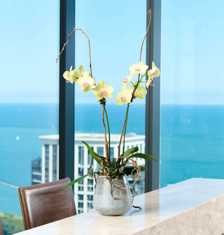 Plant Rotational Subscription - Flowers for Dreams