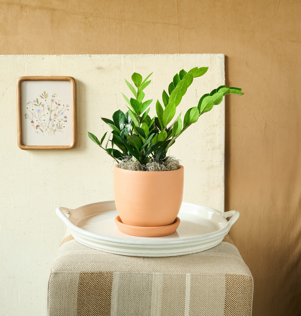 ZZ plant with glossy dark green leaves in a decorative pot