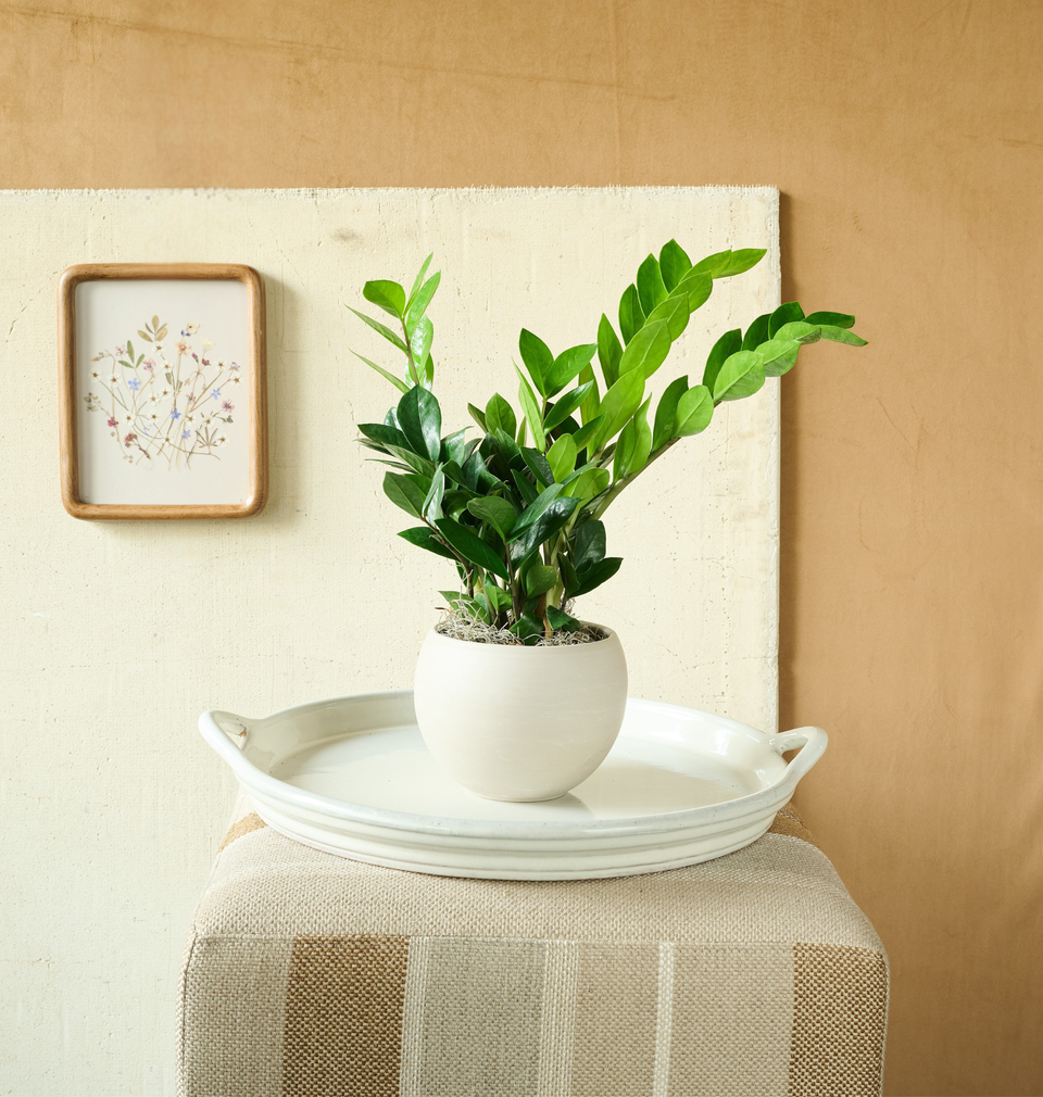 Large ZZ plant in a ceramic bowl, premium houseplant gift
