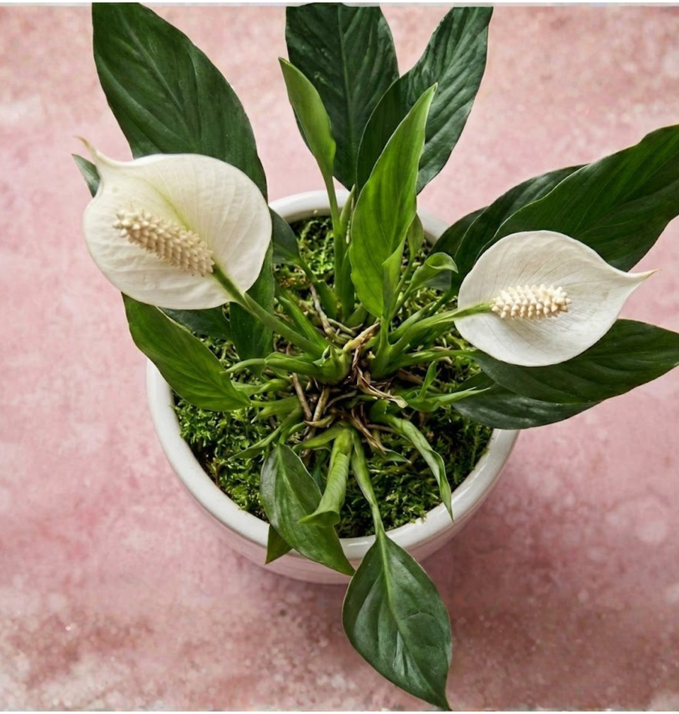 Large peace lily in a ceramic pot with white blooms