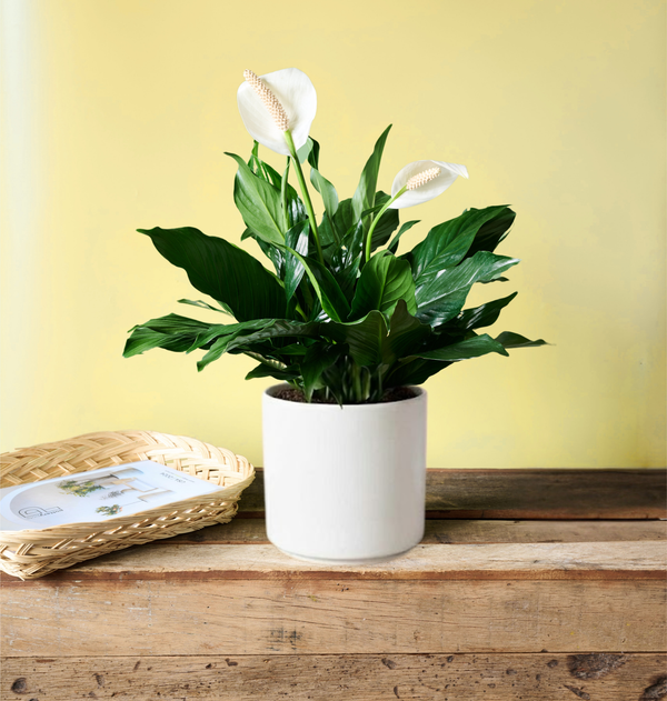 Peace lily plant with elegant white blooms