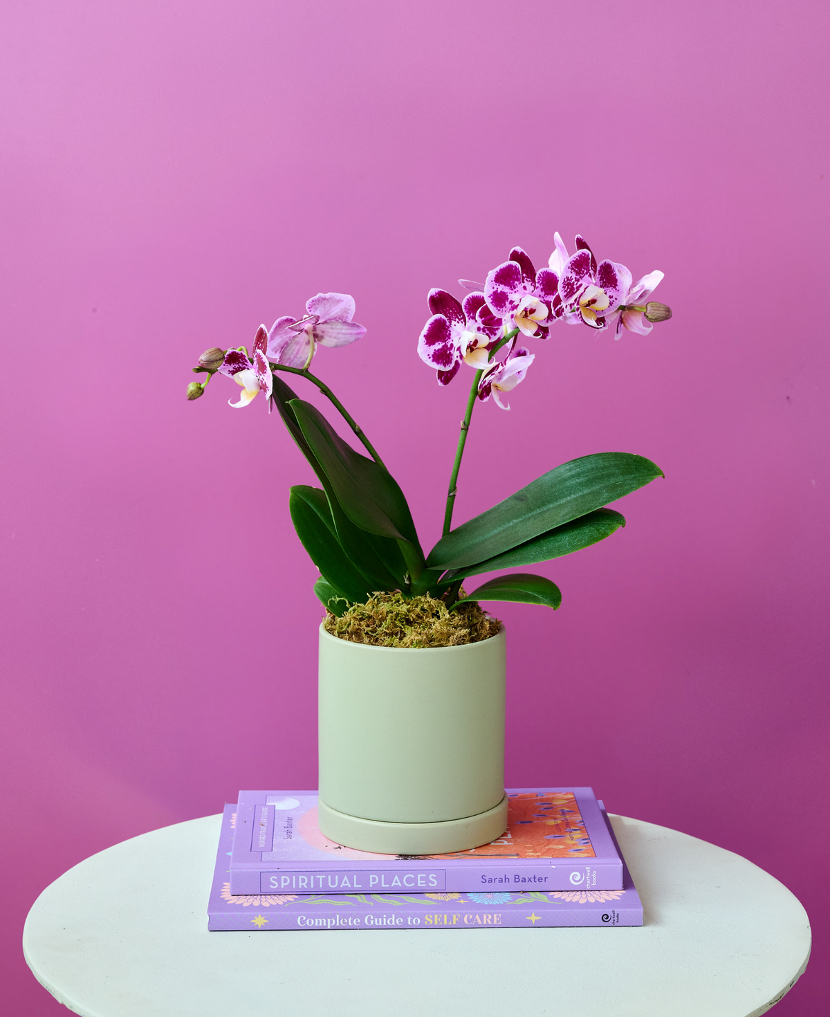 Mini orchid plant in decorative pot, Flowers for Dreams